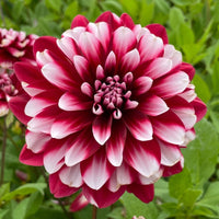 Dahlia- Raspberry Cream (Tuber)