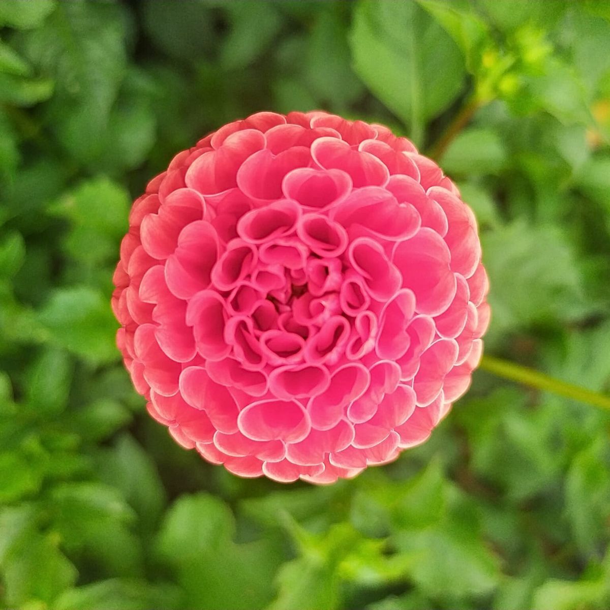 Dahlia- Red Gem (Tuber)