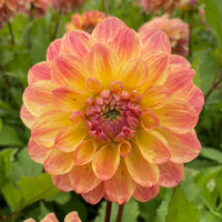 Dahlia- The Mexican (Tuber)