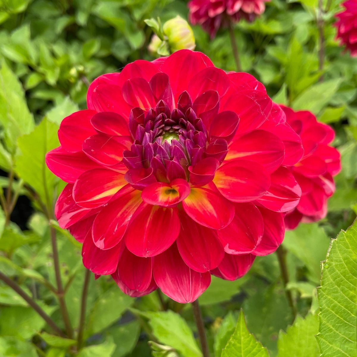 Dahlia- Turkish Delight (Tuber)