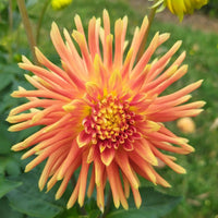 Dahlia- Tuscany (Tuber)