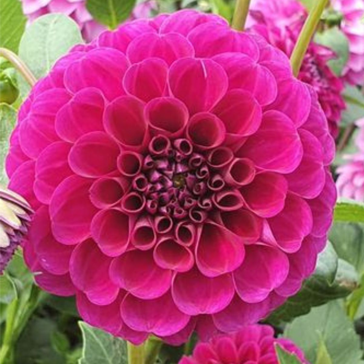Dahlia- Burgundy Bonanza (Tuber)
