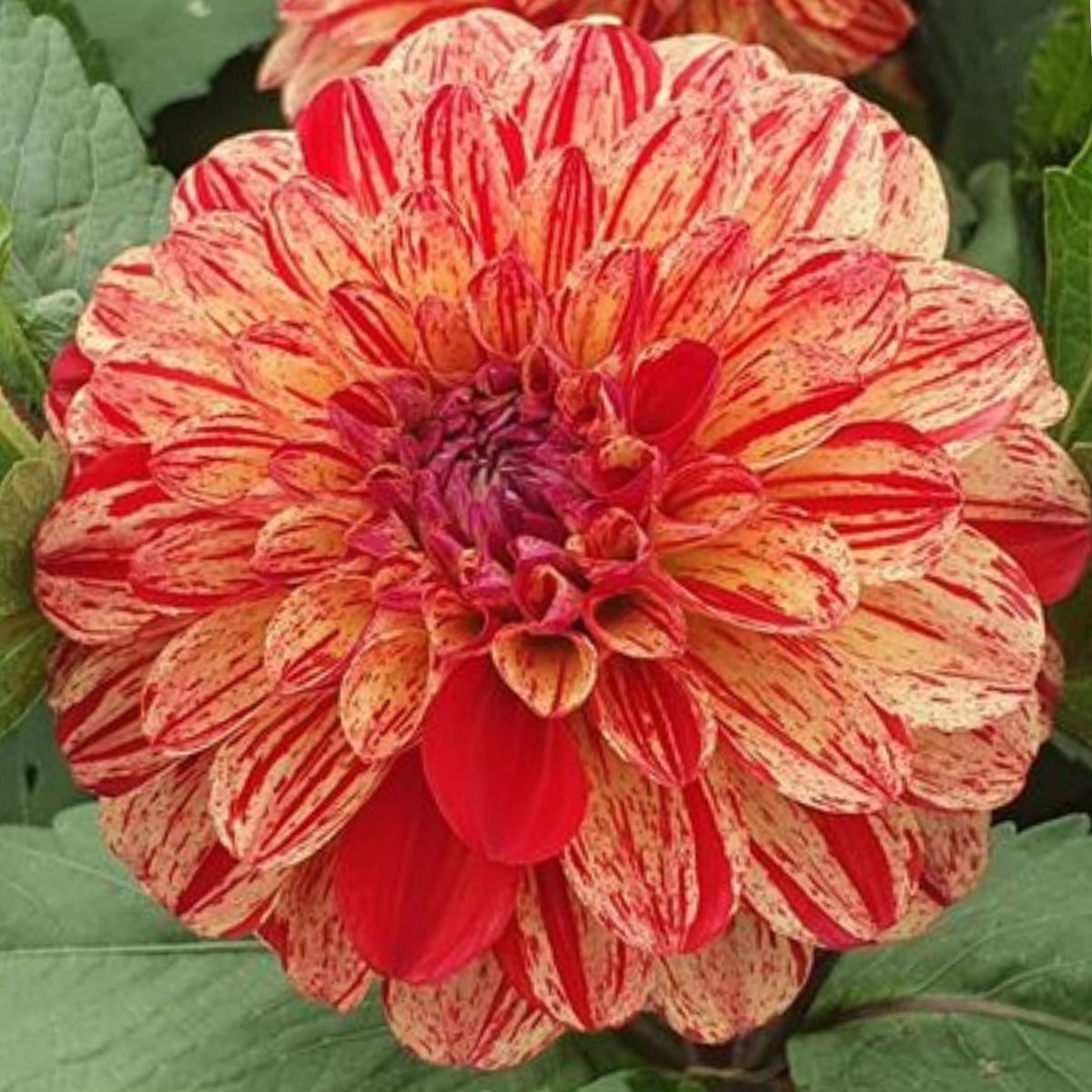 Dahlia- Bushfire (Tuber)