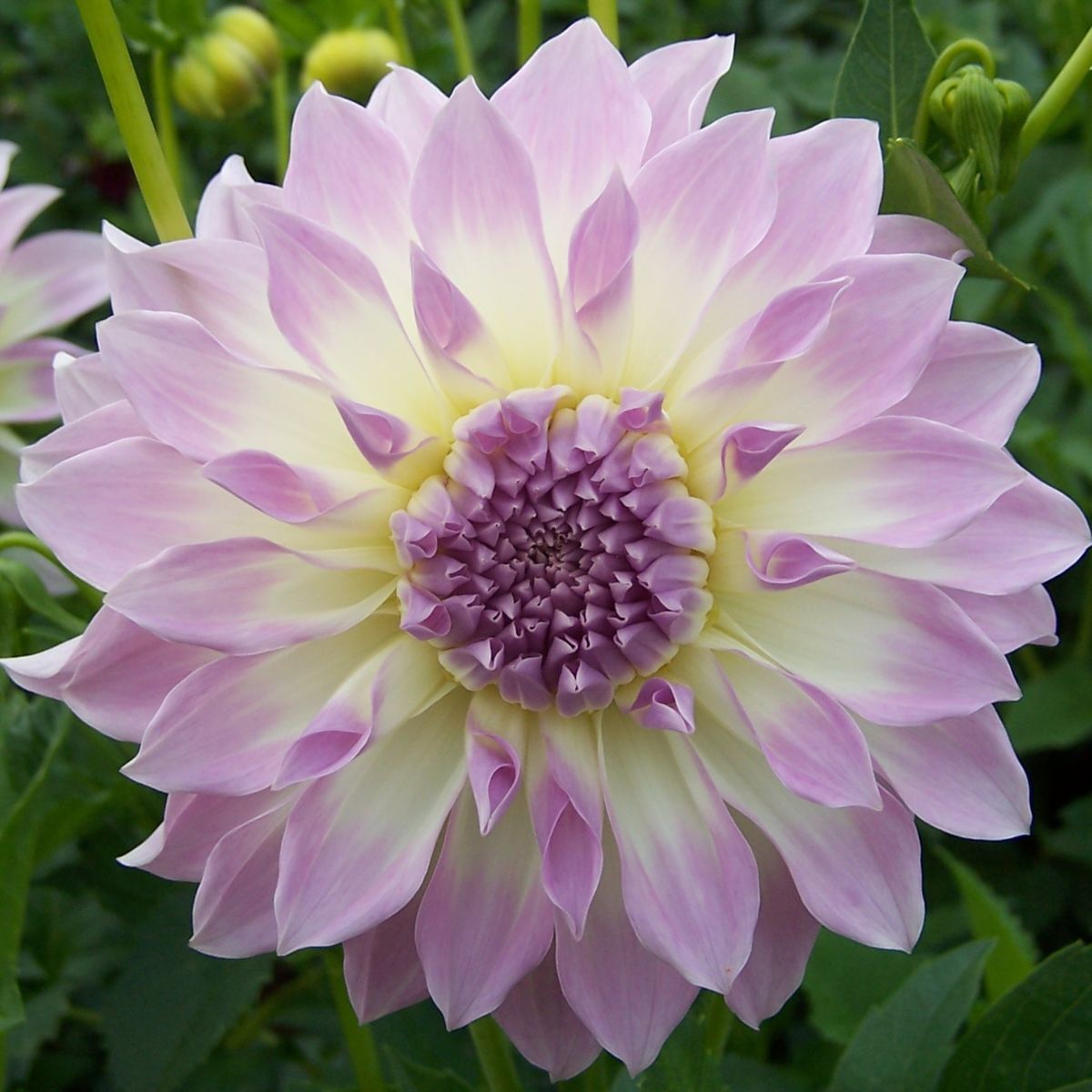 Dahlia- Anne's Delight (Tuber)