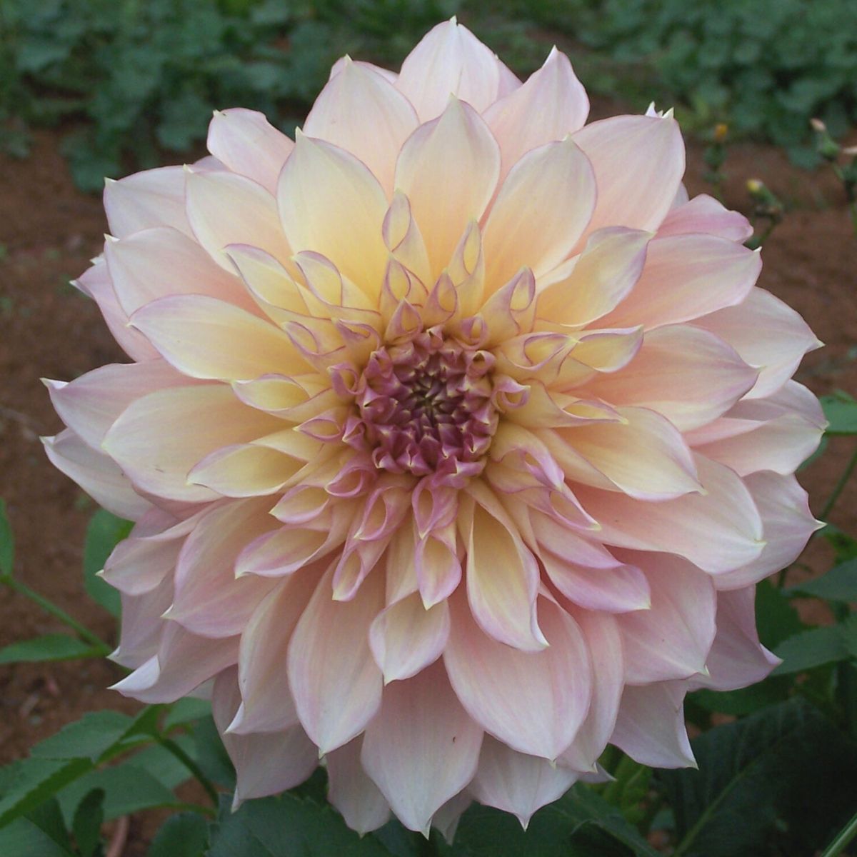Dahlia- Kotara (Tuber)