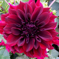 Dahlia- Thelma Maude (Tuber)