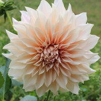 Dahlia- Cafe au Lait (Tuber)