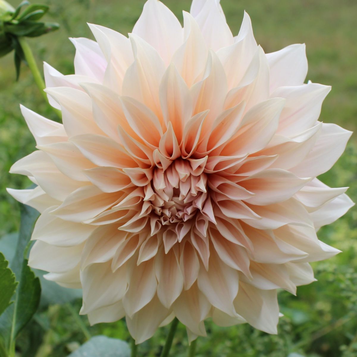 Dahlia- Cafe au Lait (Tuber)