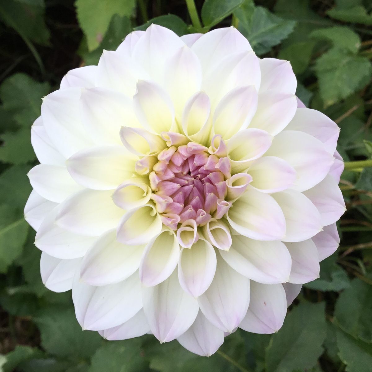 Dahlia- Cloe (Tuber)
