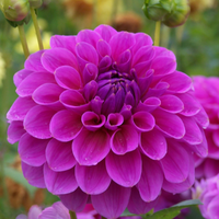Dahlia- Pink Show (Tuber)