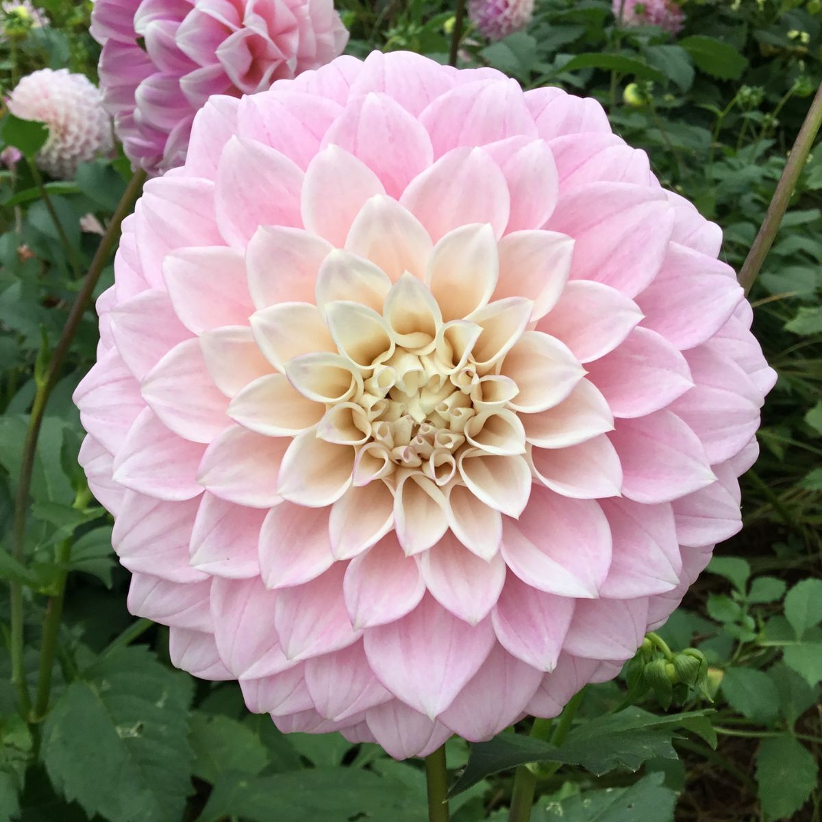 Dahlia- Devon Seattle (Tuber)