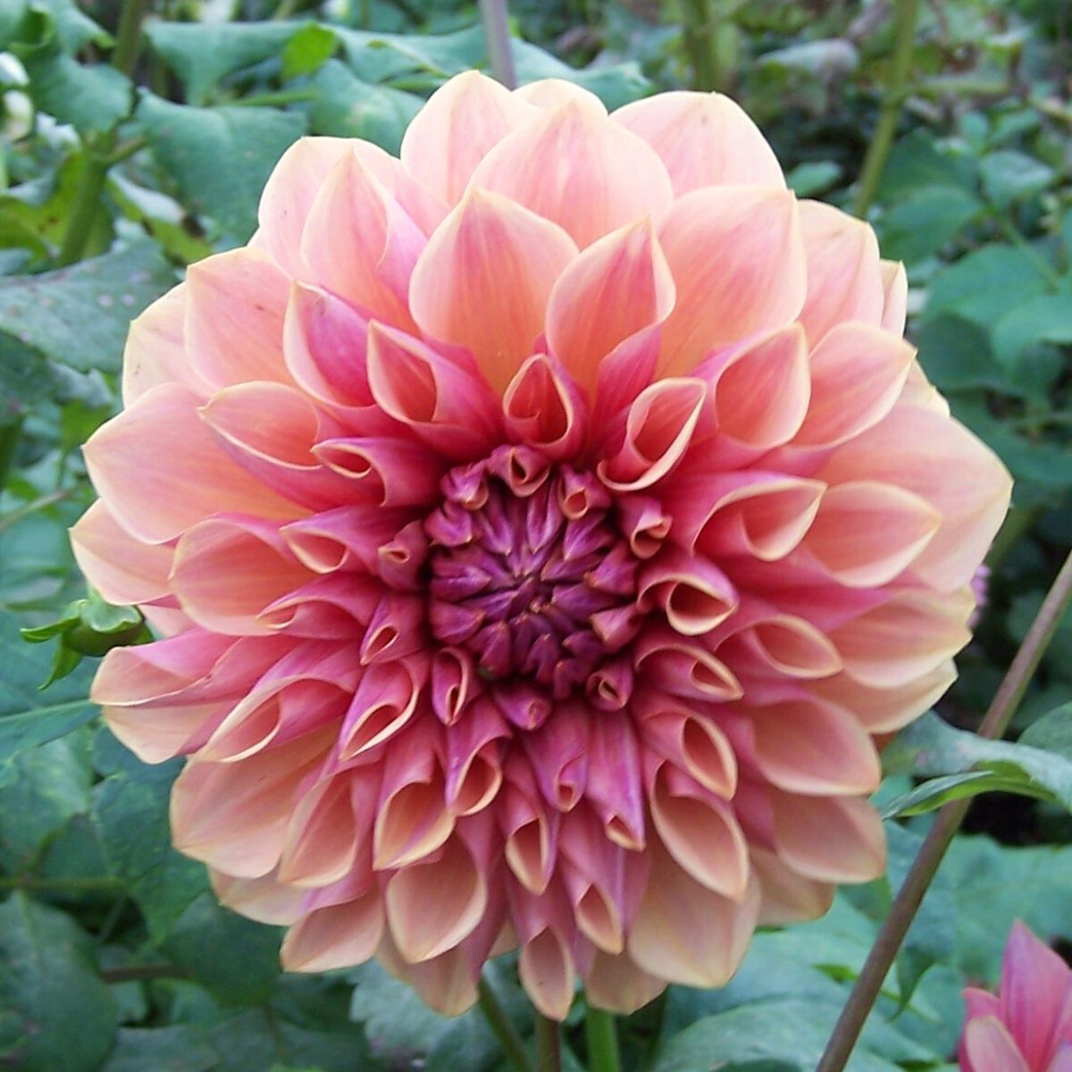 Dahlia- Cyma Warrior (Tuber)