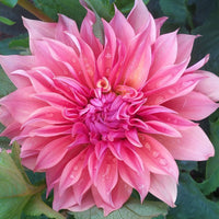 Dahlia- Carlos Watermelon (Tuber)