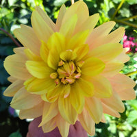 Dahlia- Tequila Star (Tuber)