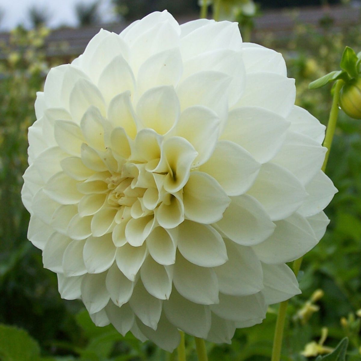 Dahlia- Snowy (Tuber)