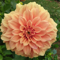 Dahlia- Bracken Palomino (Tuber)