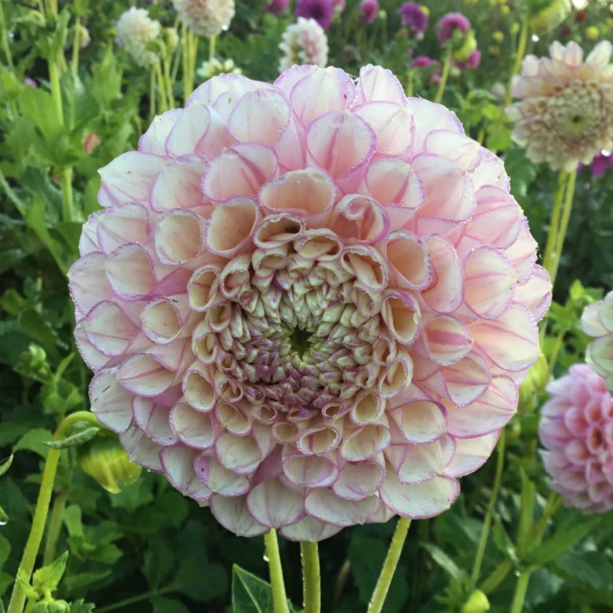 Dahlia- Vintage Wine (Tuber)