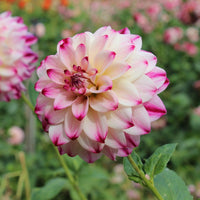 Dahlia- Atlantic Jewels (Tuber)