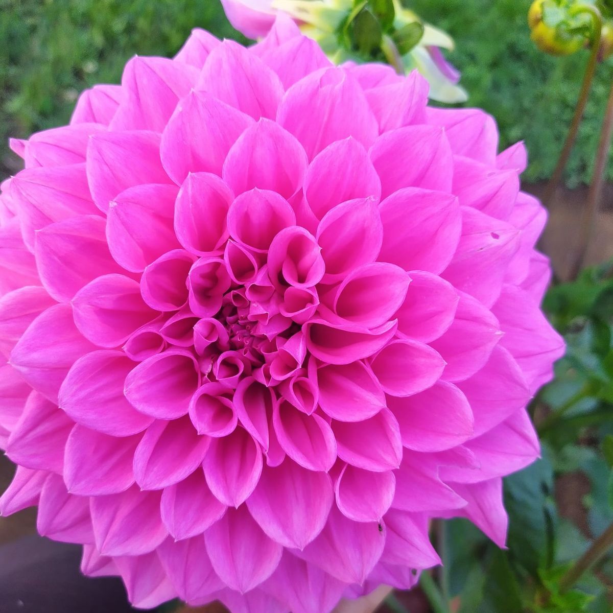 Dahlia- Brian (Tuber)
