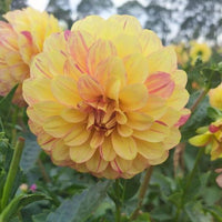 Dahlia- Christie Marble (Tuber)