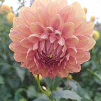 Dahlia- Cottage Delight (Tuber)