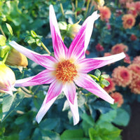Dahlia- Derma Dainty (Tuber)