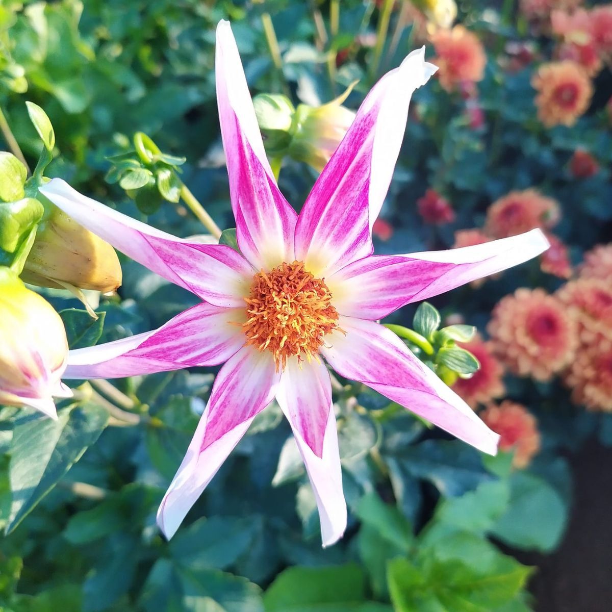 Dahlia- Derma Dainty (Tuber)