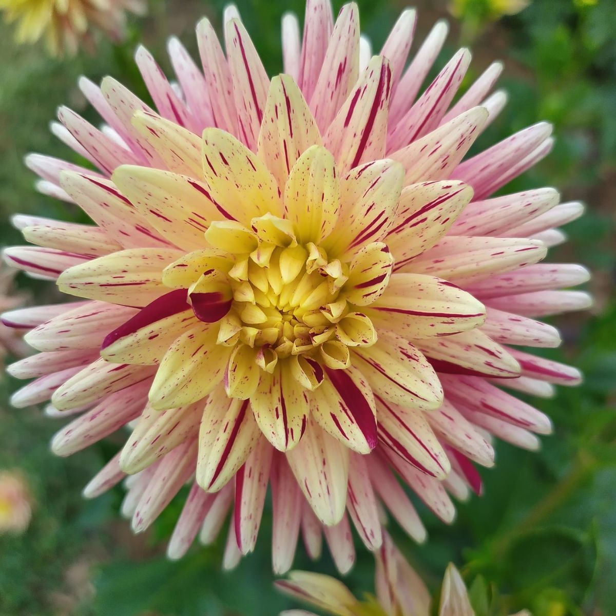 Dahlia- Devon Odyssey (Tuber)