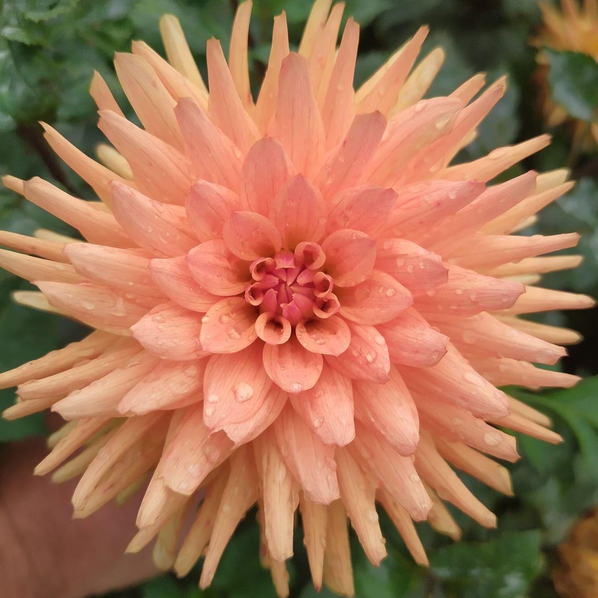 Dahlia- Embrace (Tuber)