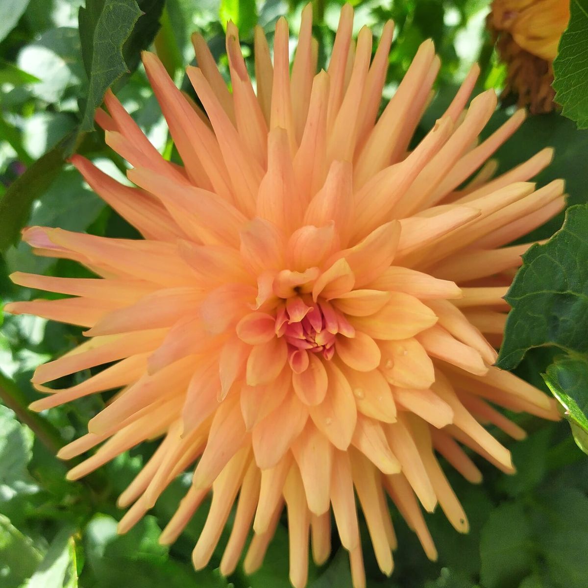 Dahlia- Embrace (Tuber)