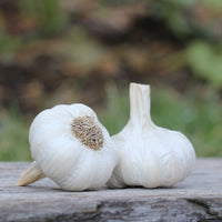 Garlic- White Crookneck ()