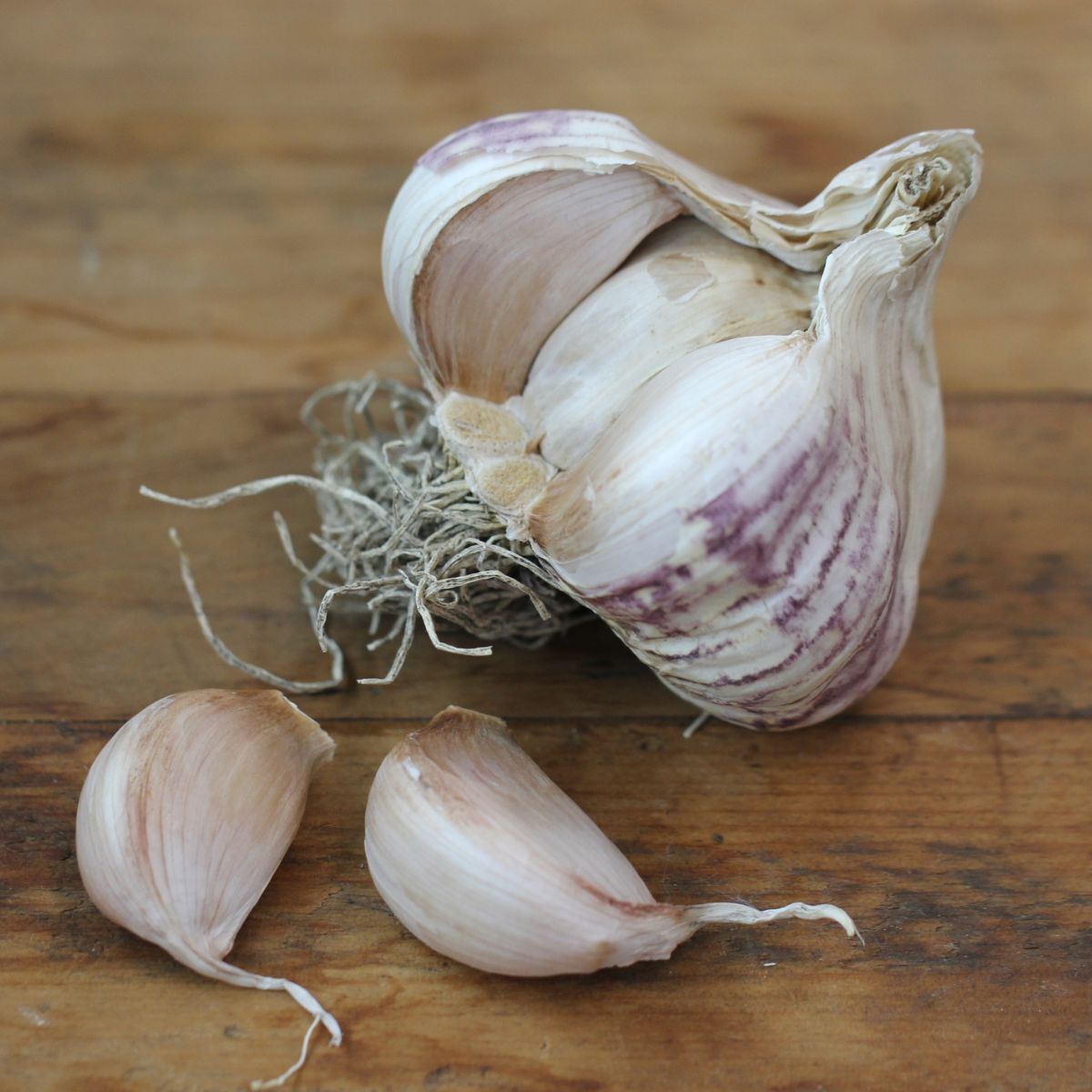 Garlic- Italian Purple ()