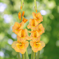 Gladiolus- Peche Melba