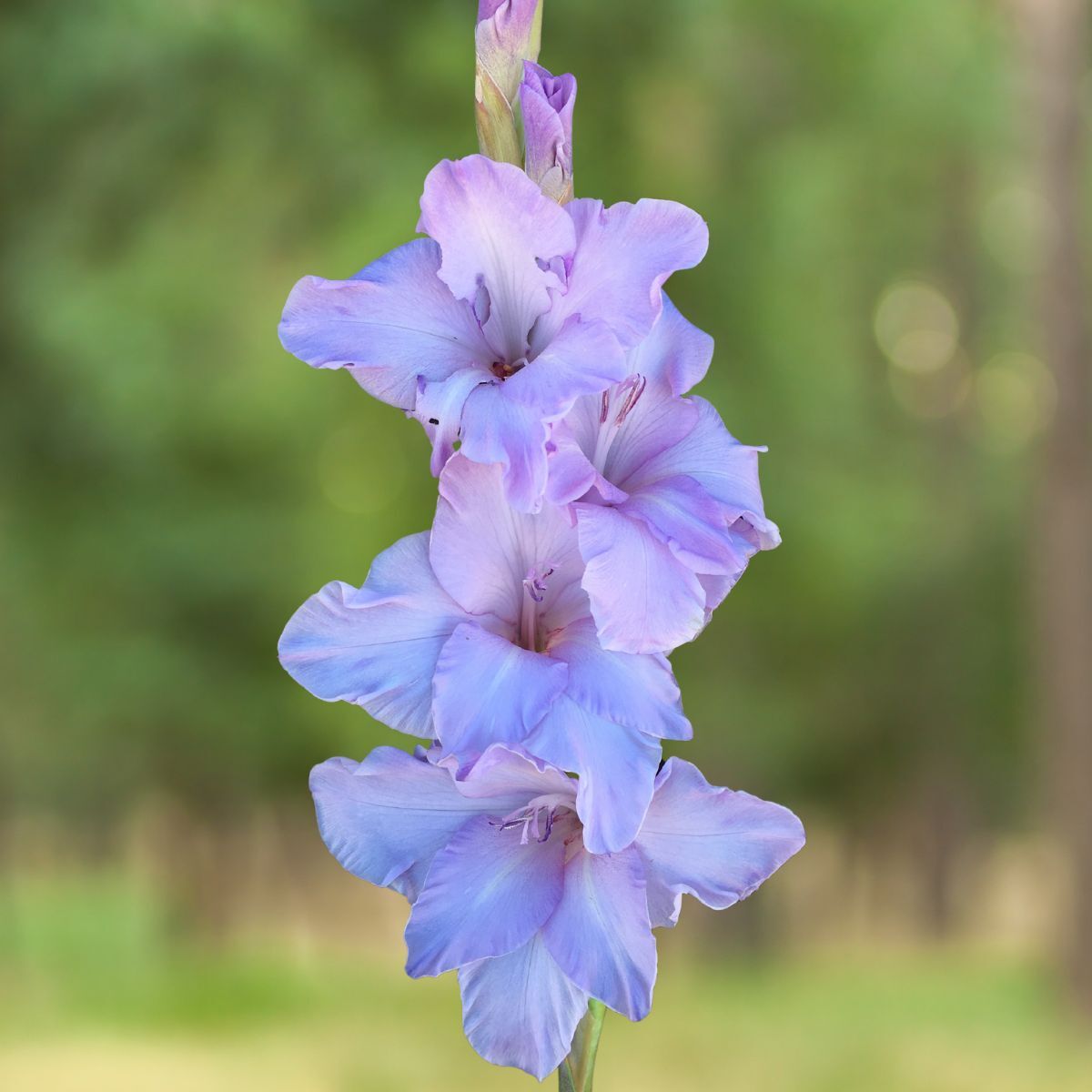 Gladiolus- Milka