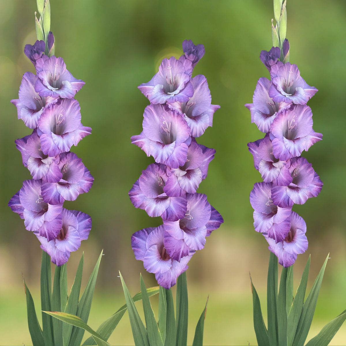 Gladiolus- Flevo Nautica
