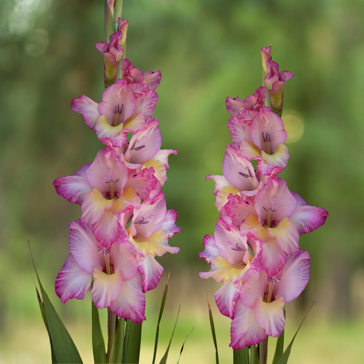 Gladiolus- Priscilla