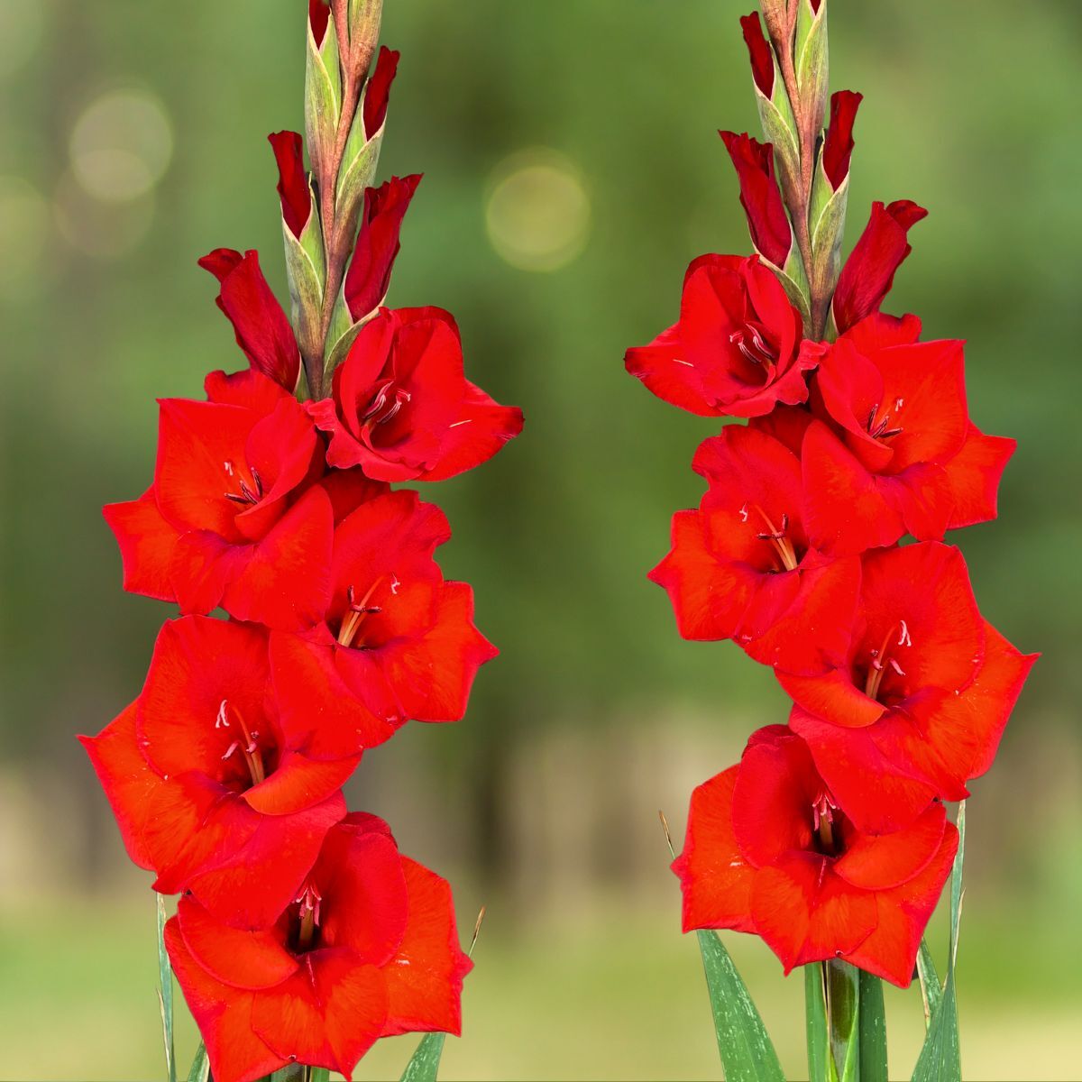 Gladiolus- Costello