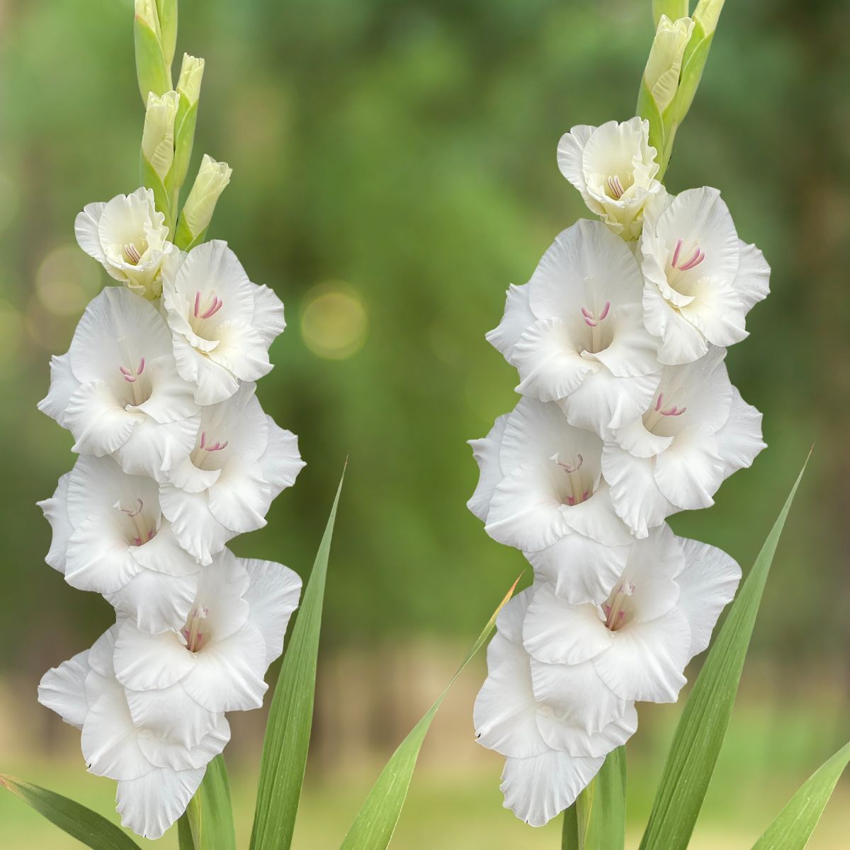 Gladiolus- Flevo Snow