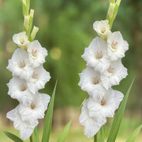 Gladiolus- Flevo Snow