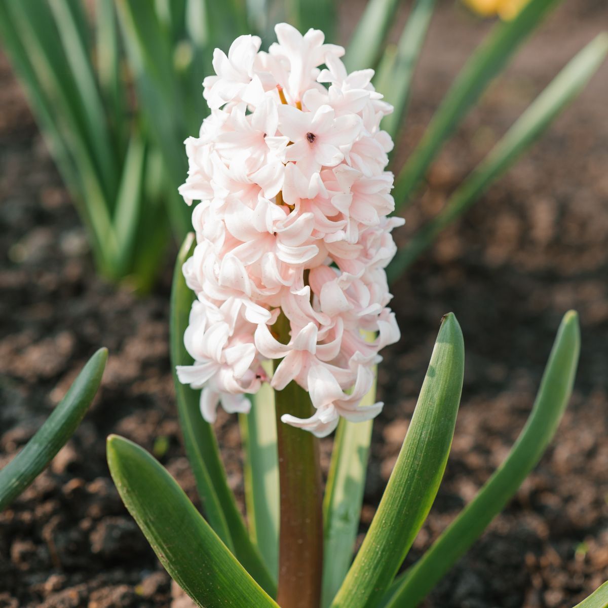 Hyacinth- Apricot Passion