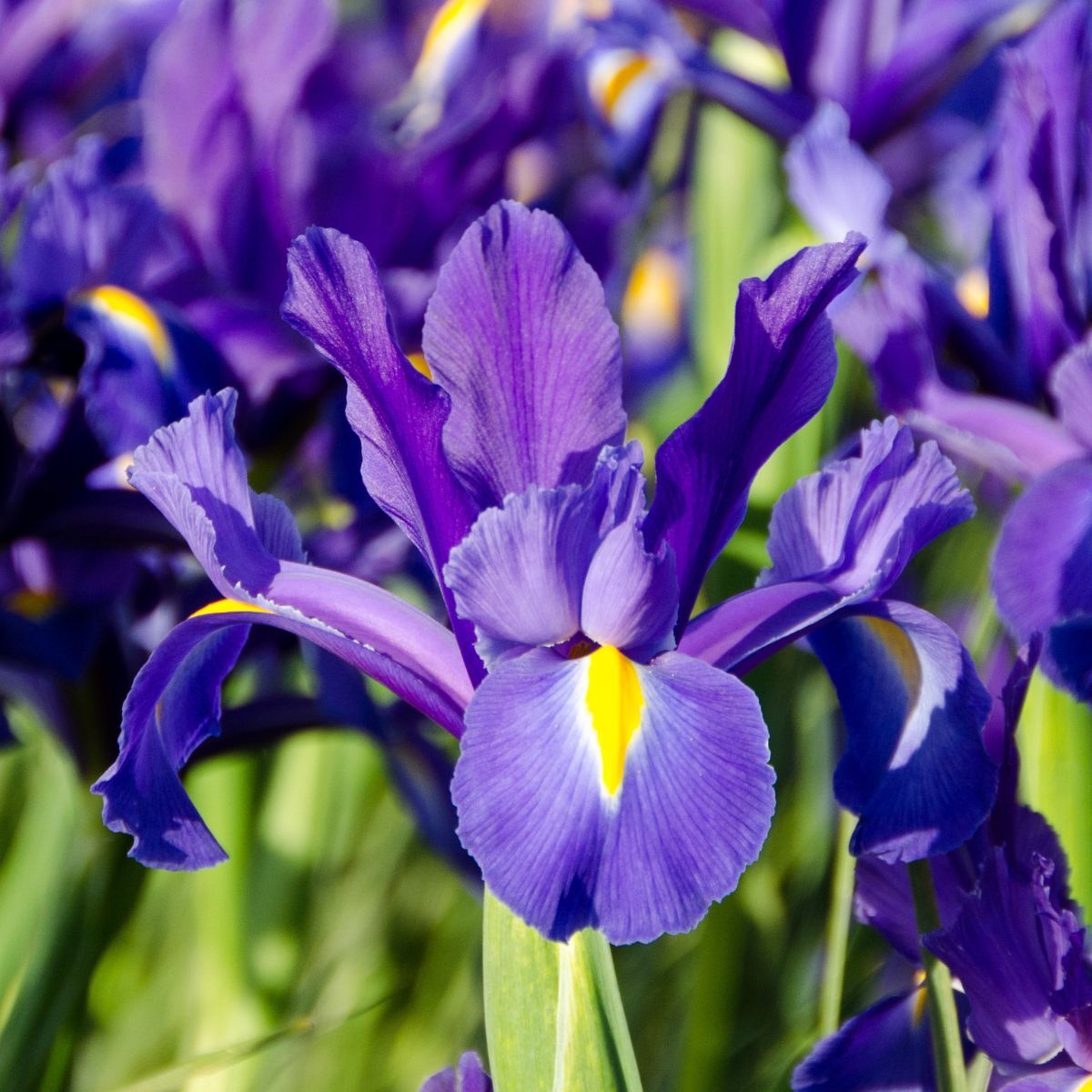 Dutch Iris- Discovery