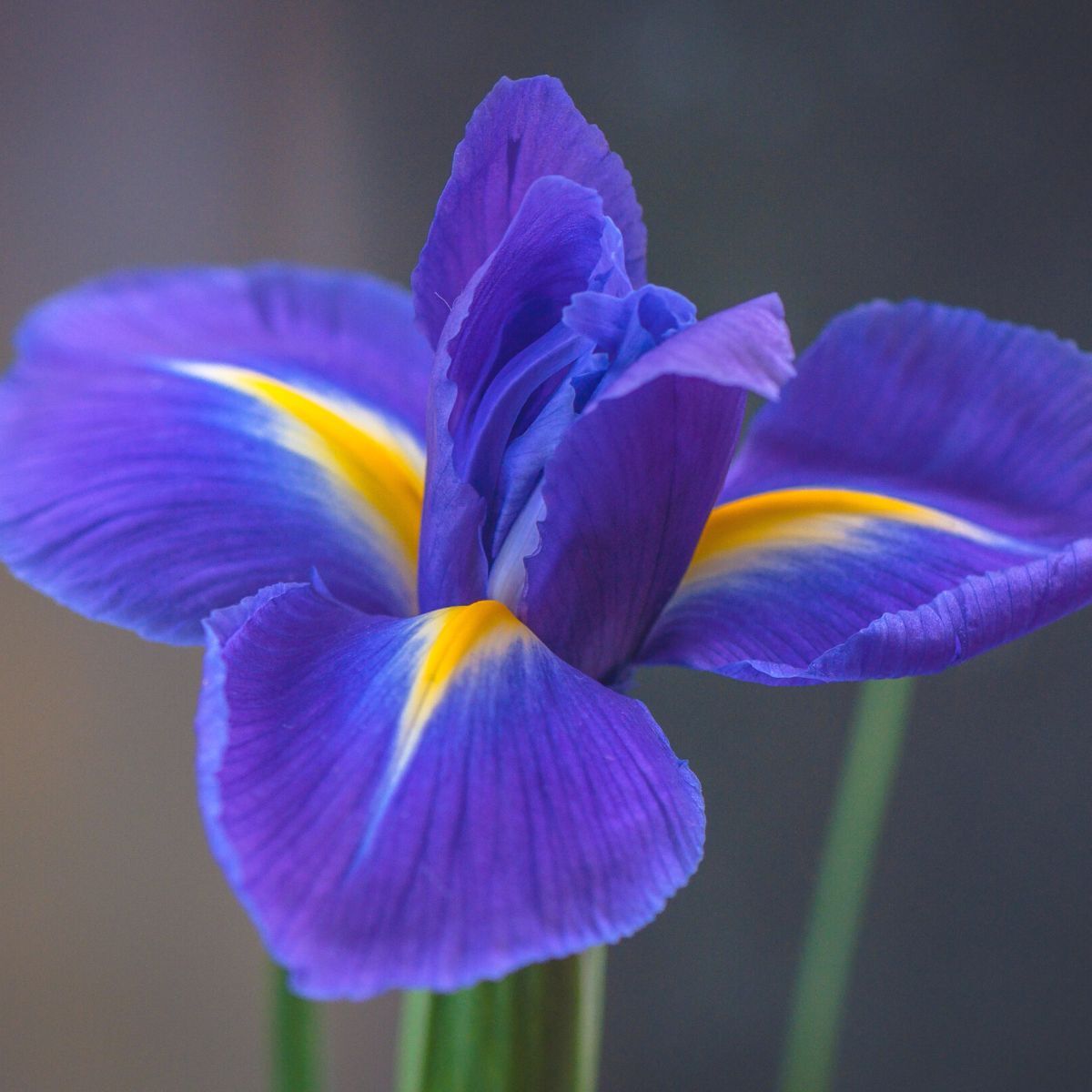 Dutch Iris- Professor Blaauw