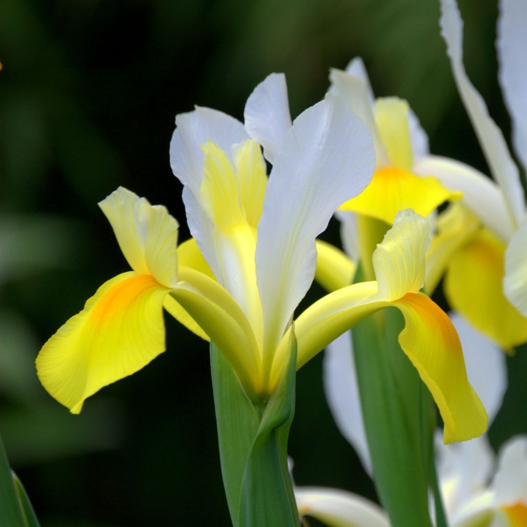 Dutch Iris- Apollo
