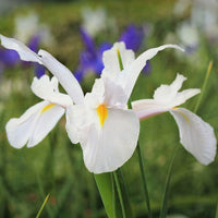 Dutch Iris- Casablanca