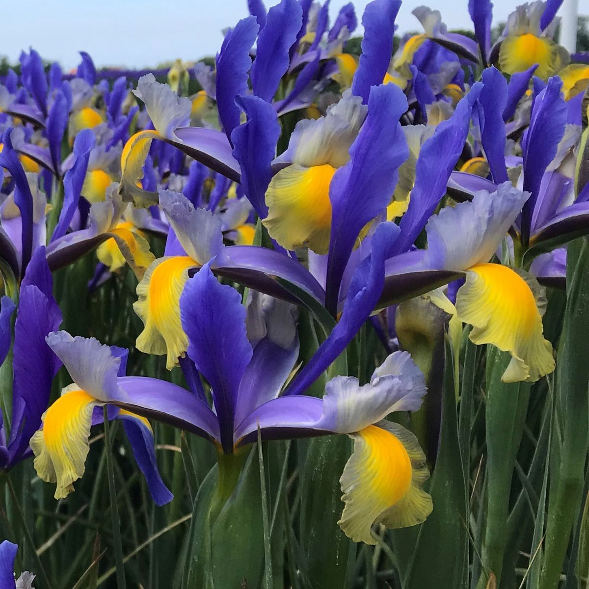 Dutch Iris- Miss Saigon