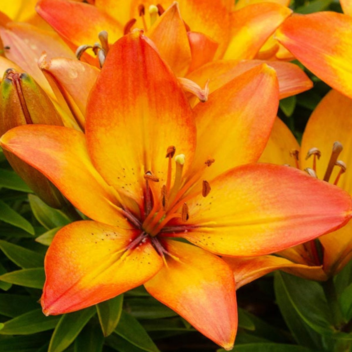 Pot Asiatic Lily- Happy Memories