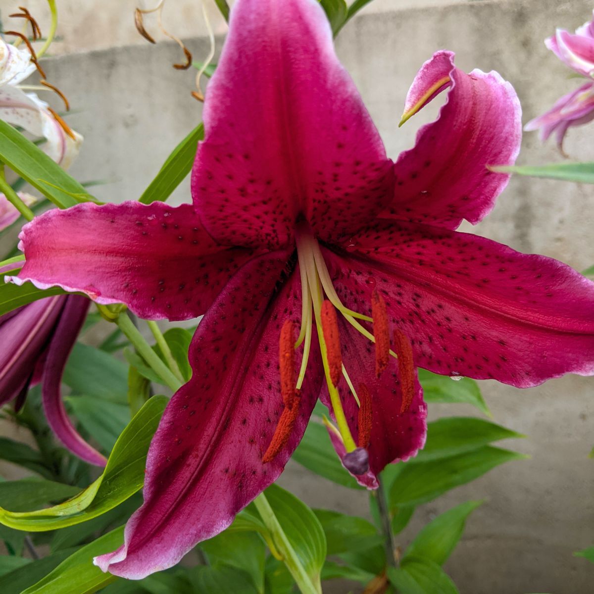 Oriental Lily- Miss Feya