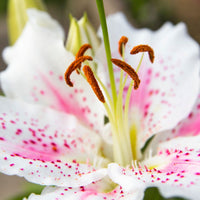 Oriental Lily- Lovely Day