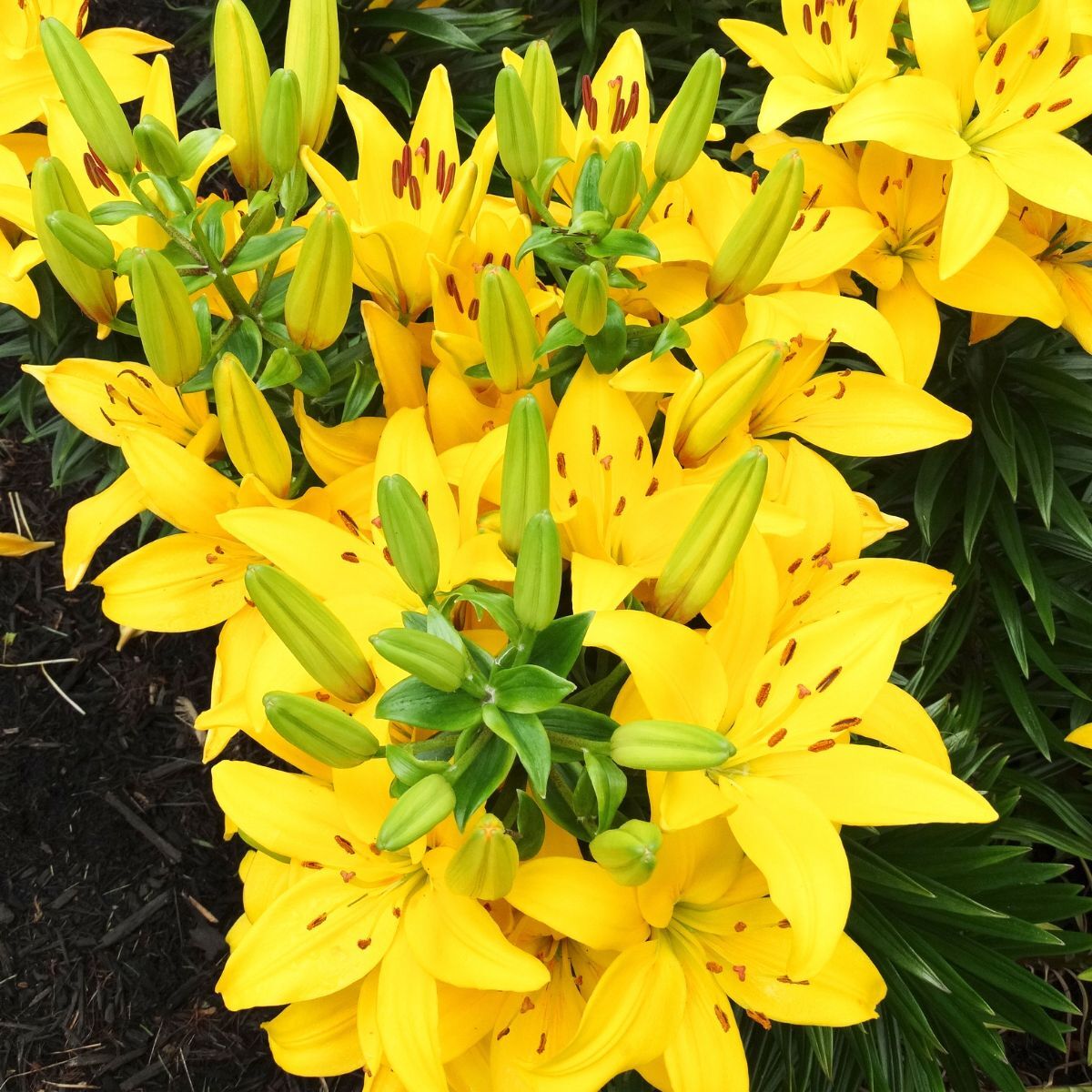 Oriental Trumpet Lily- Yellow Planet