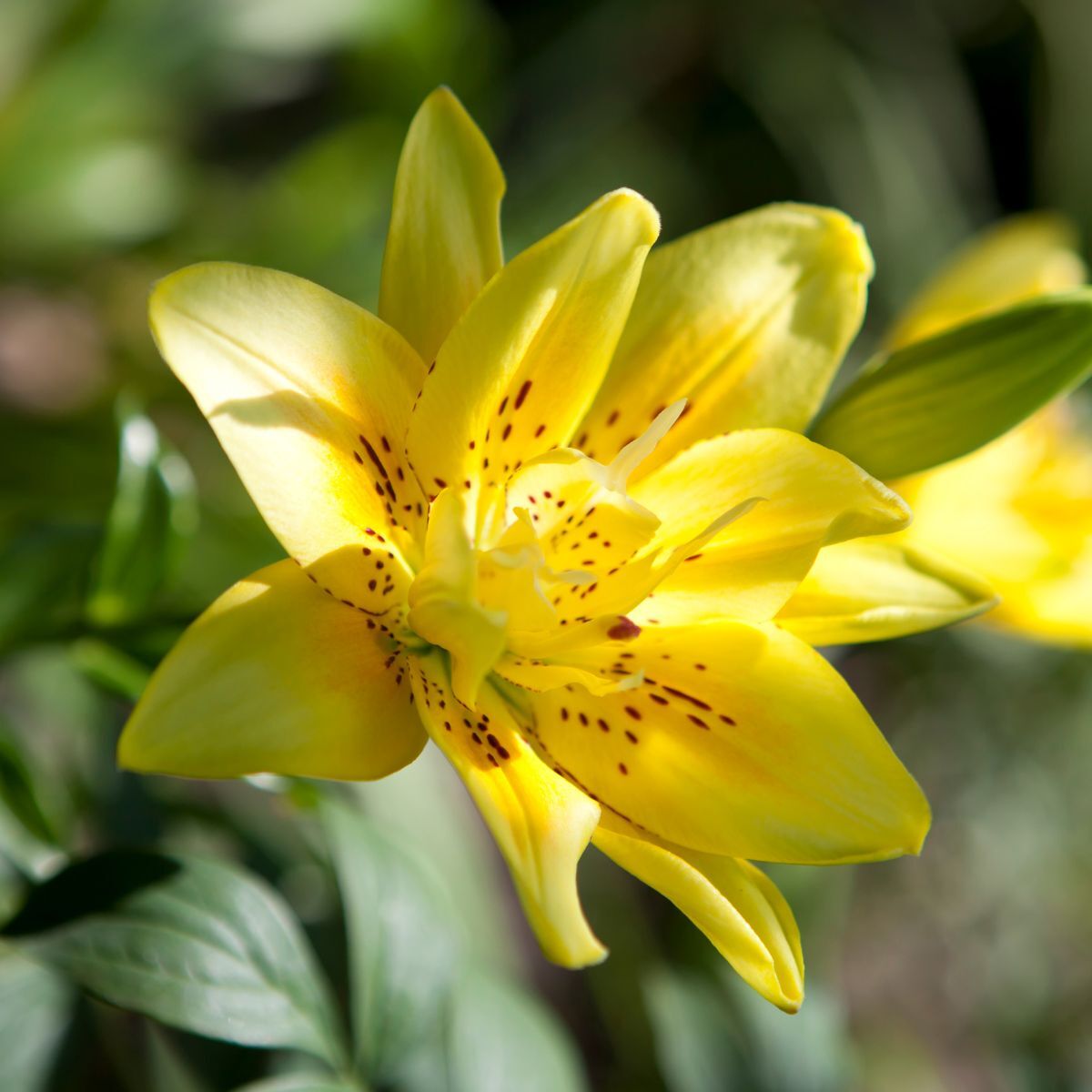 Fata Morgana Asiatic Lily